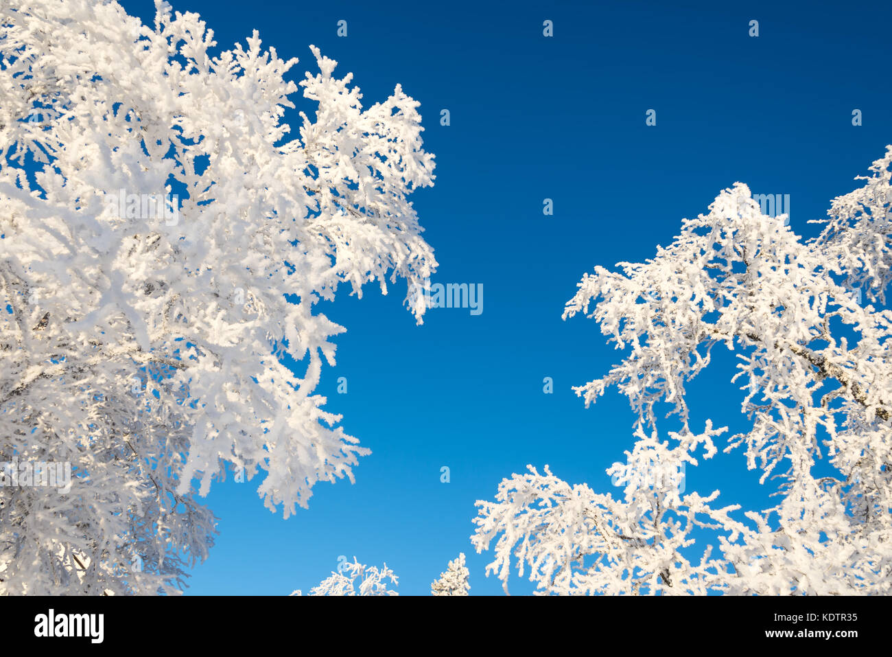 Snowy trees from below, blue sky background Stock Photo - Alamy