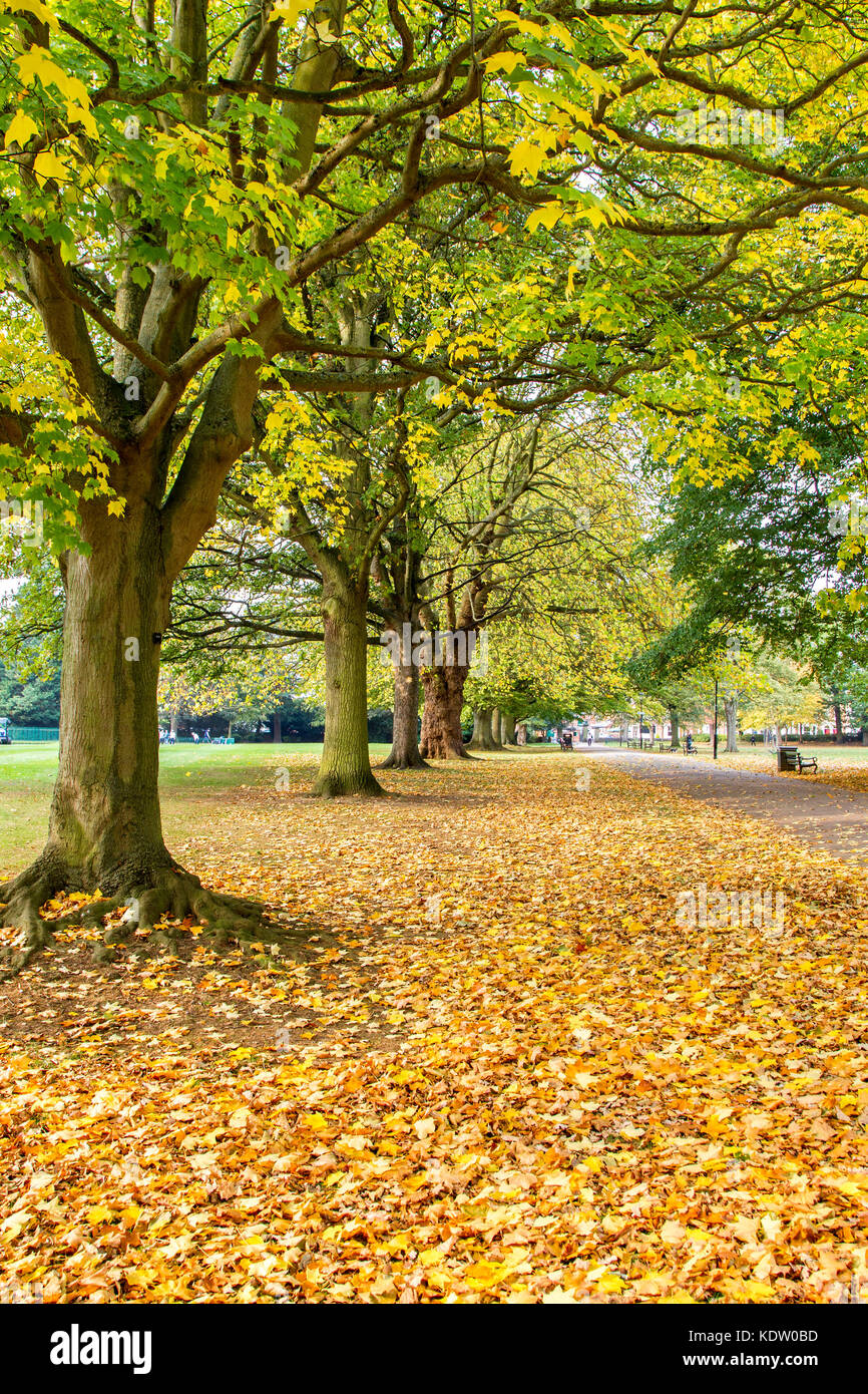 Late Autumn Dry Leaves High Resolution Stock Photography And