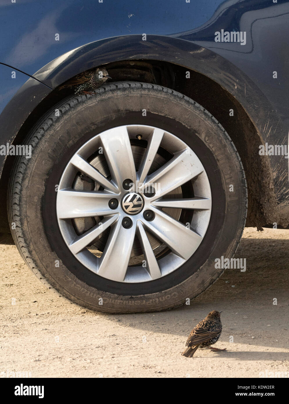 Lands End, Cornwall. 16th October, 2017. Starling seeks shelter under car wheel arch from high winds generated by Hurricane Ophelia at Lands End Cornwall Credit: Bob Sharples/Alamy Live News Stock Photo