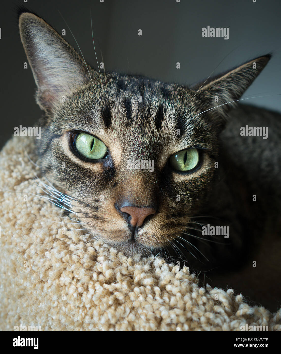A close up of a black and grey tiger striped tabby cat with green eyes, looking at the camera Stock Photo