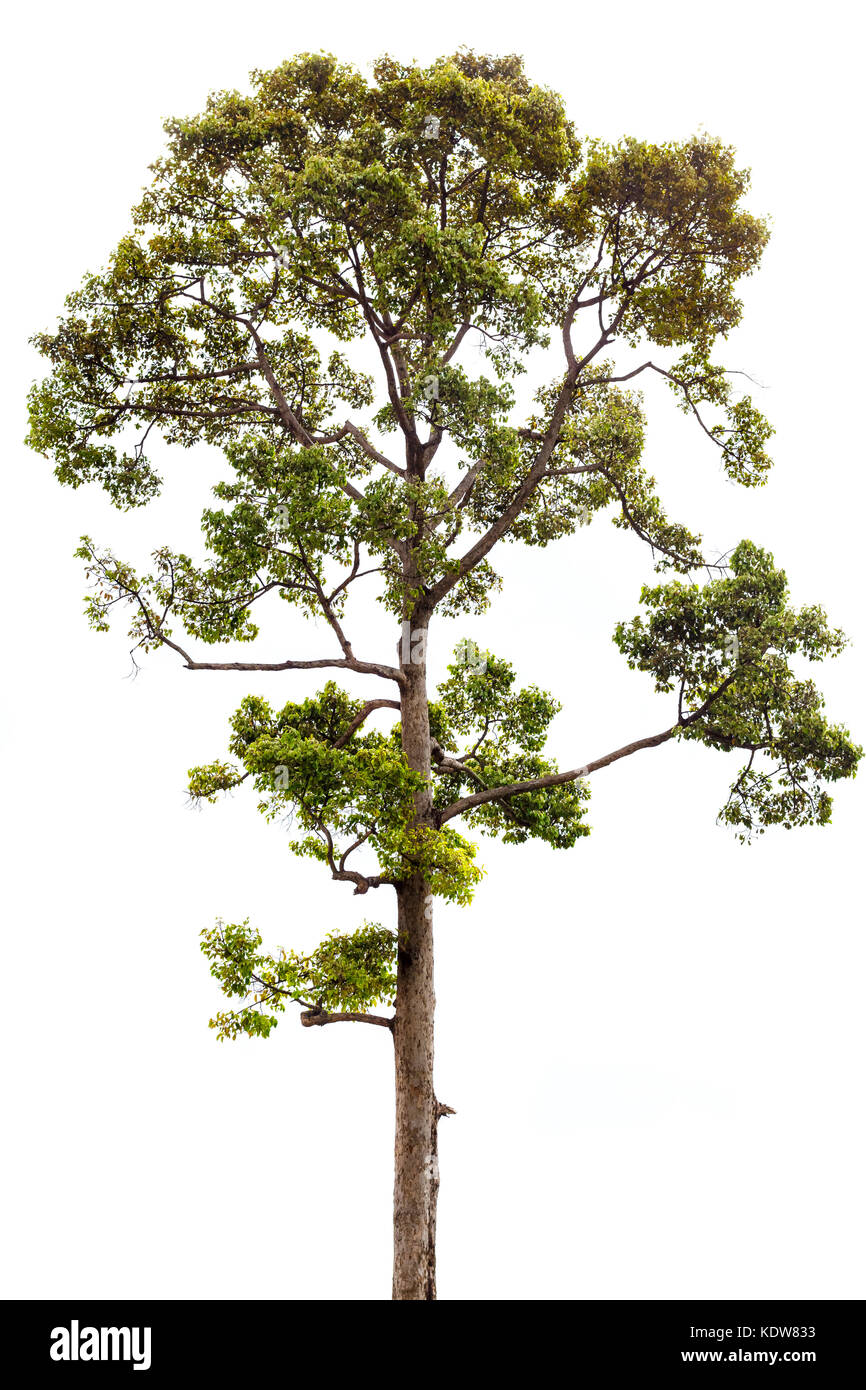 isolated pine tree on a white background Stock Photo - Alamy