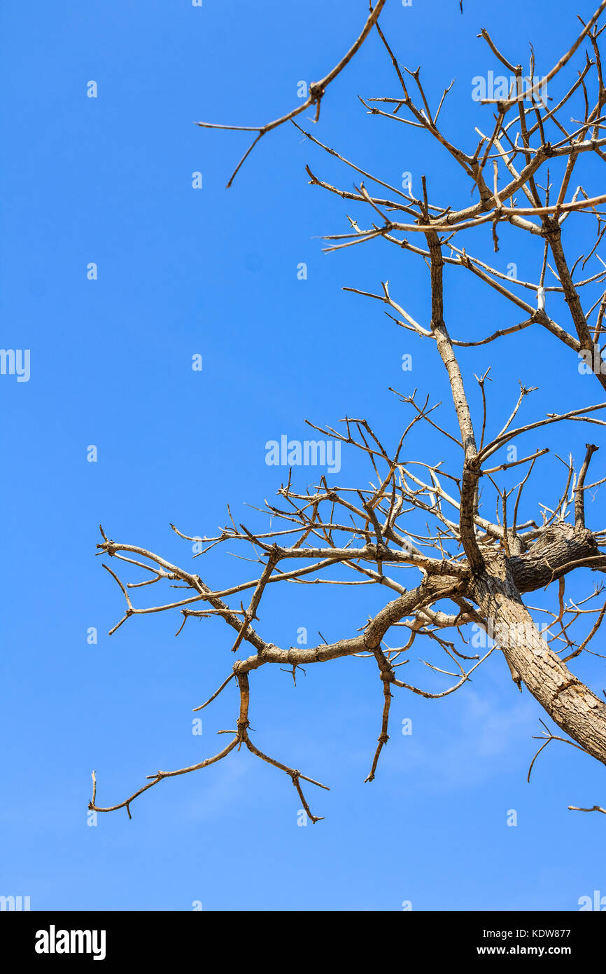 Dry branch of tree against blue sky Stock Photo Alamy