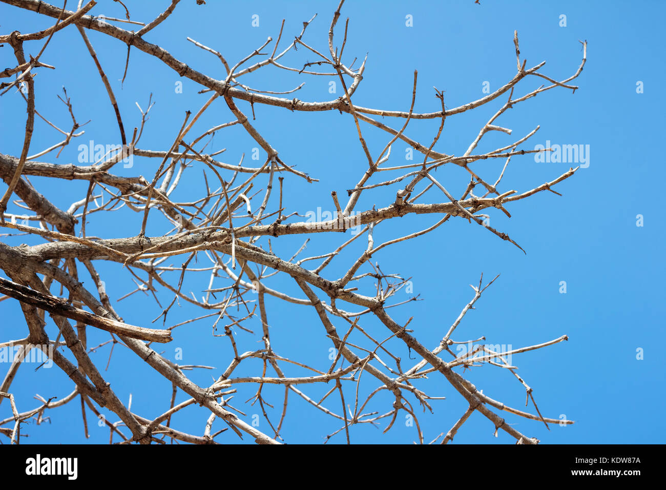 Dry branch of tree against blue sky Stock Photo - Alamy