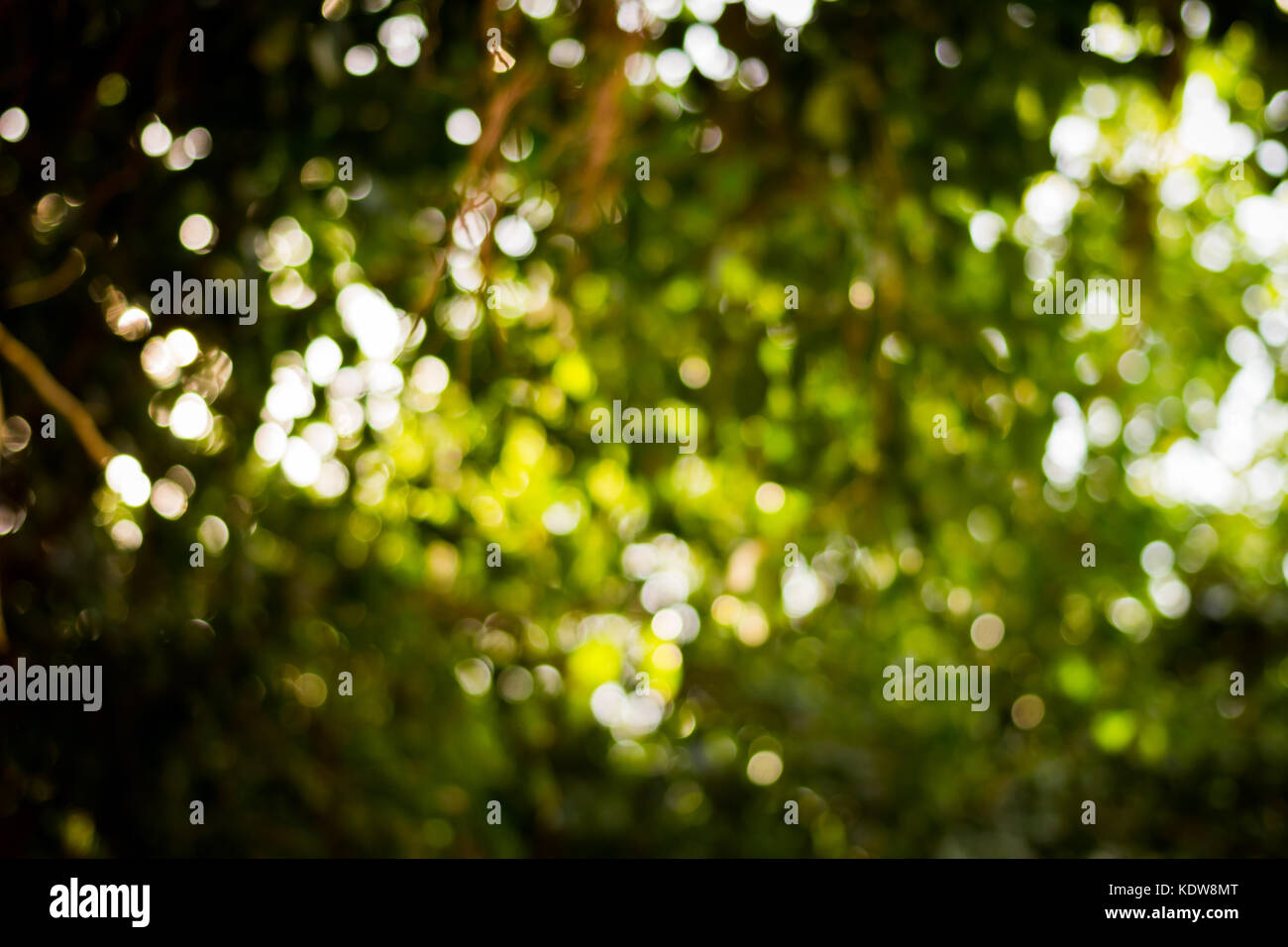 Bokeh green background hi-res stock photography and images - Alamy