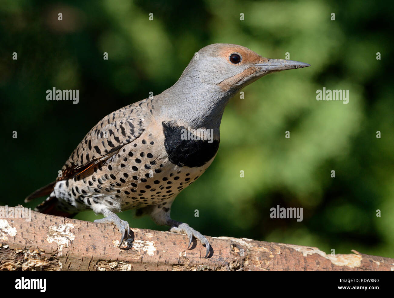 Female  Red Shafted Northern Flicker Stock Photo