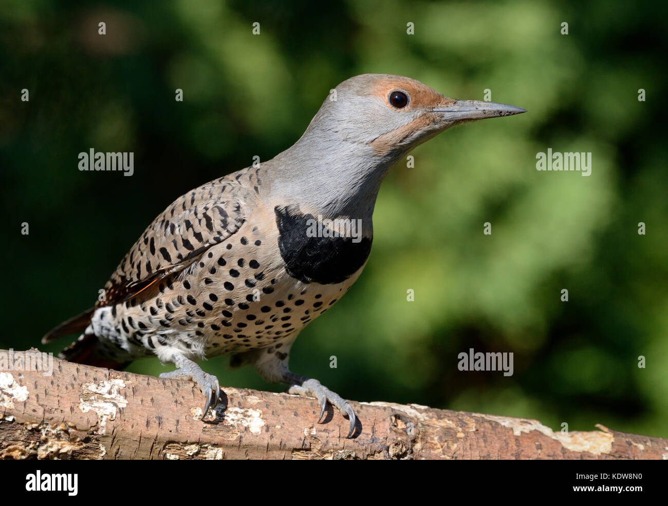 Female Northern Red Shafted Flicker Female Red Shafted Northern Flicker KDW8N0
