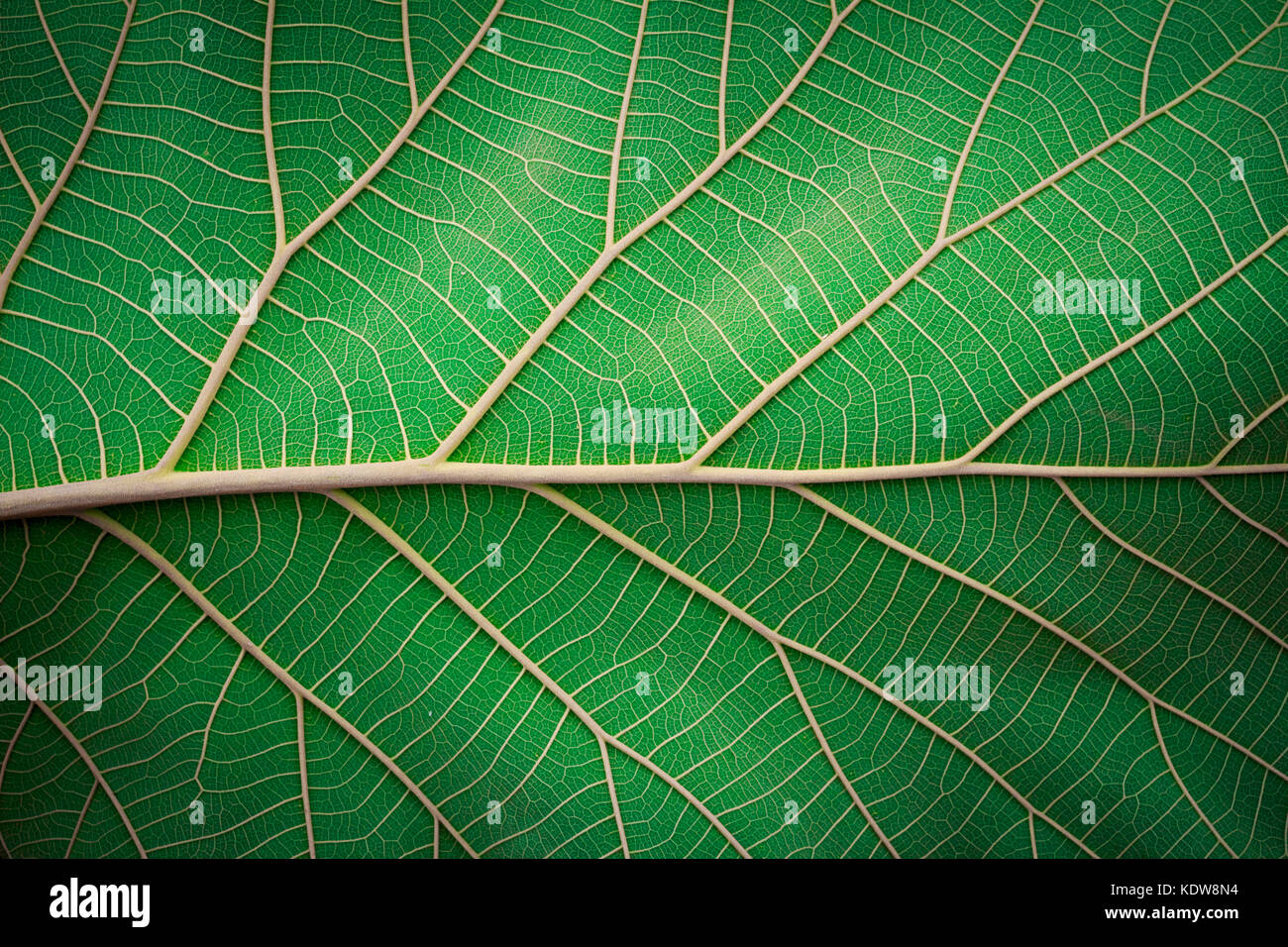 Abstract green leaf texture for background Stock Photo - Alamy