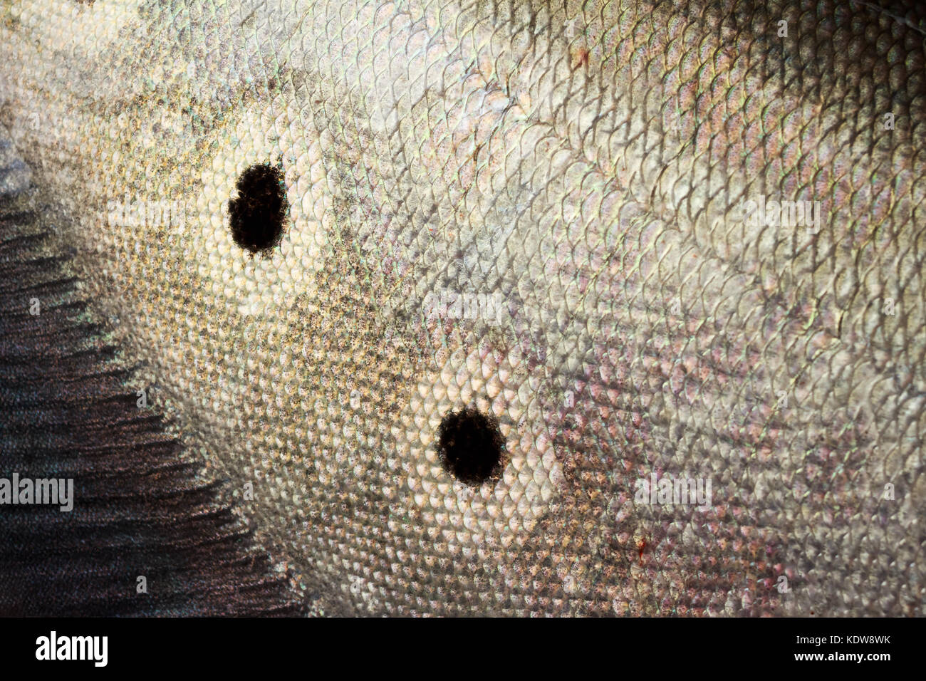 Notopterus chitala fish Stock Photo