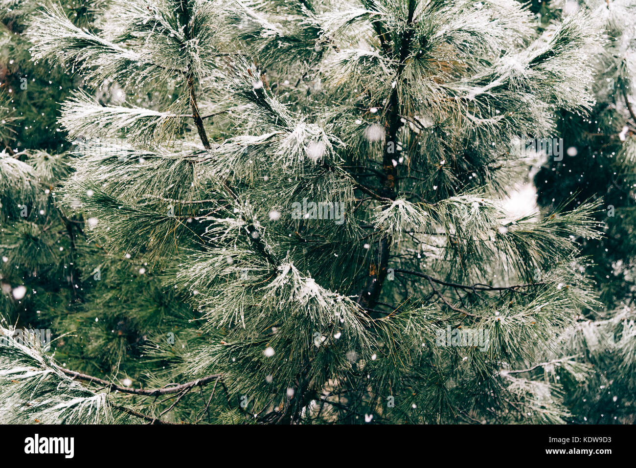 Close up of pine branch on a snowing day. Winter background with Stock ...