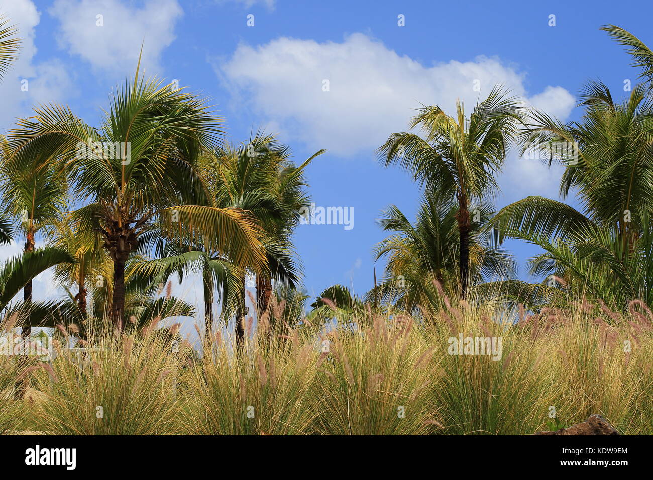 Palm trees blue sky with white clouds and tall grass an image for ...