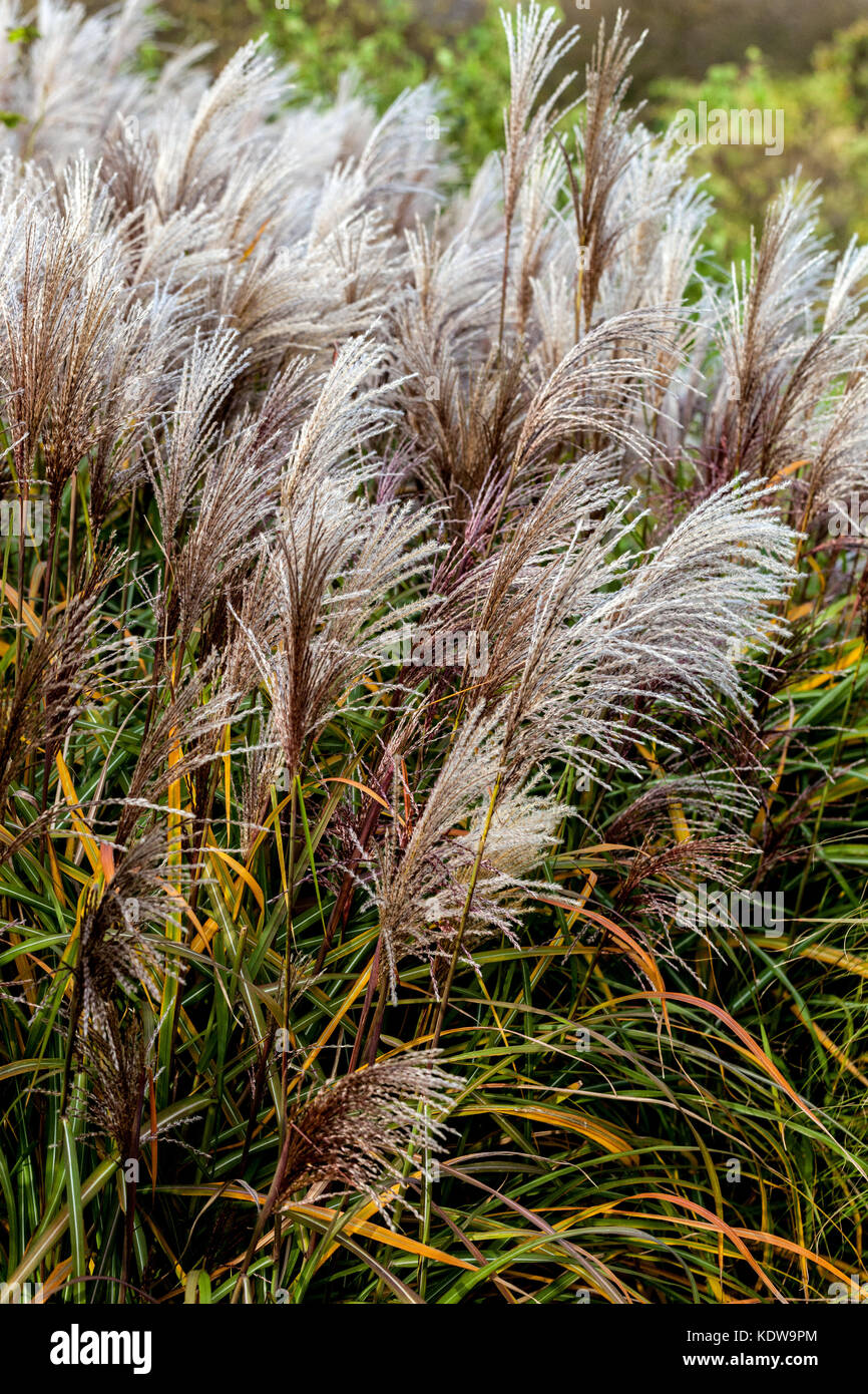 Chinese Silver grass Miscanthus sinensis 'Silberturm' Miscanthus Autumn Grasses Ornamental Grass Garden Miscanthus Silberturm Autumnal October Plumes Stock Photo