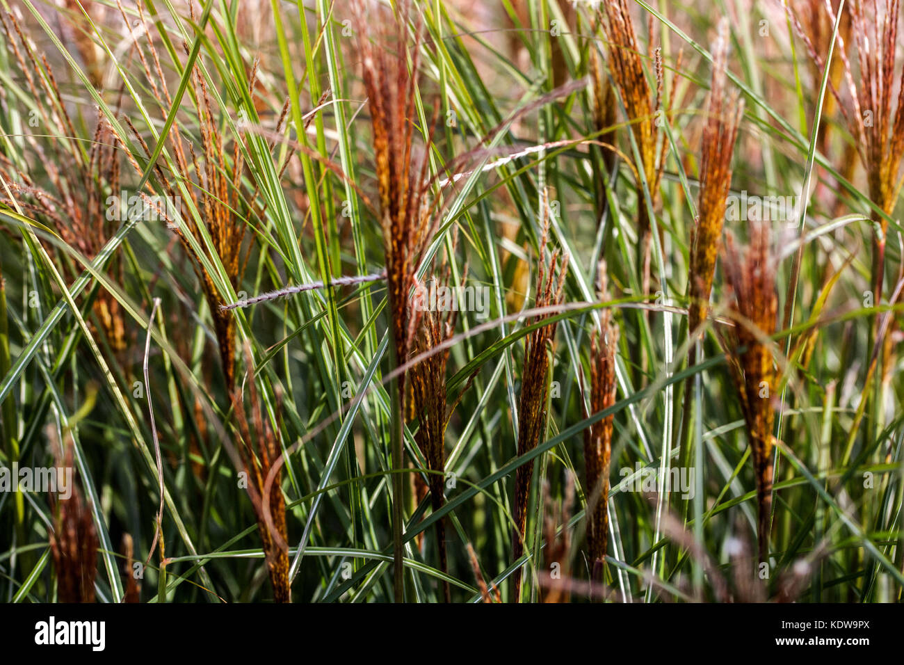 Chinese silver grass, Miscanthus sinensis 'Yaku Jima' Stock Photo