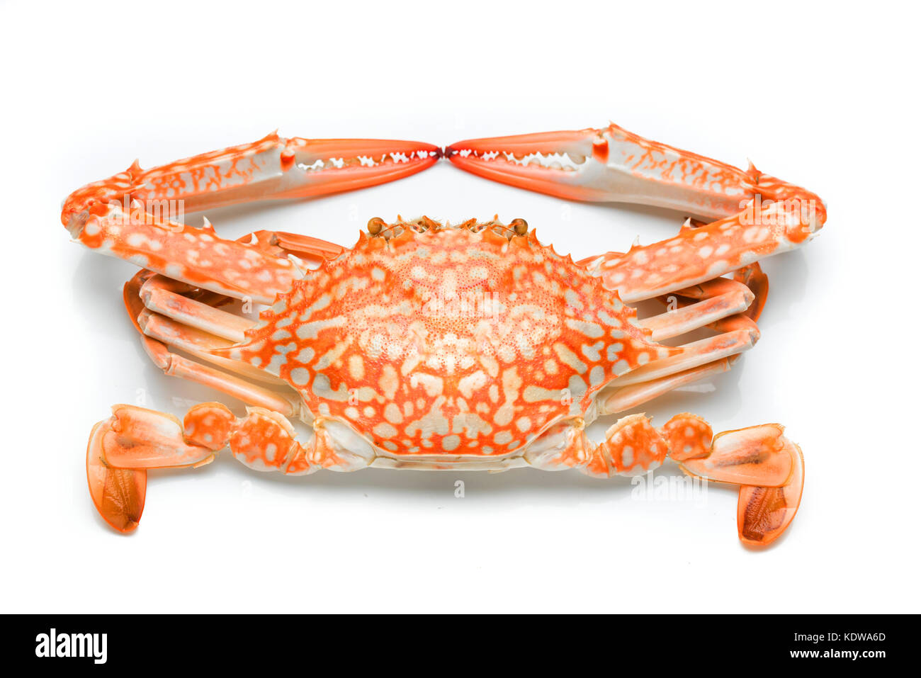 Flower crab steamed isolated on white background, single Stock Photo