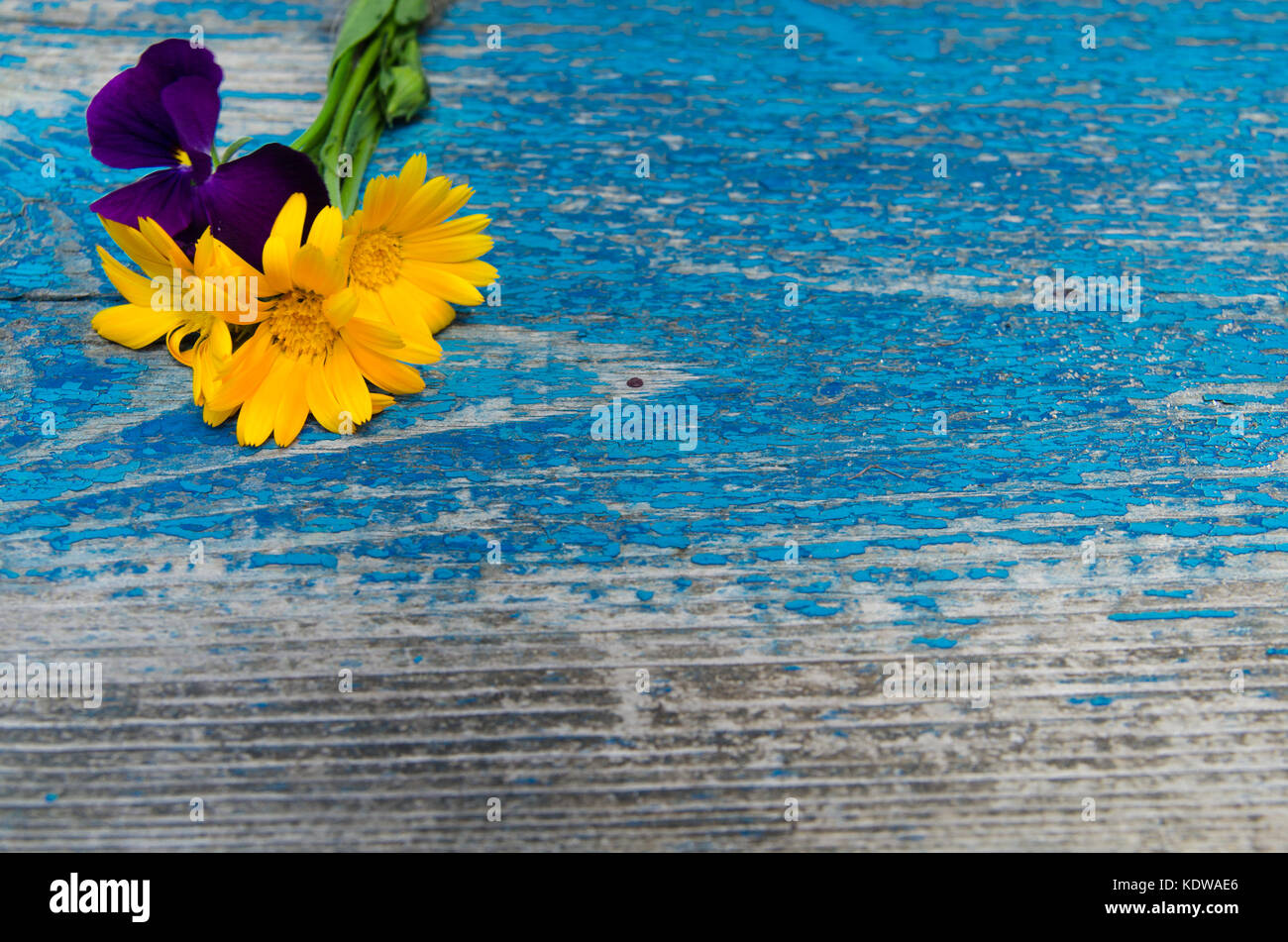 Composition of flowers of calendula and violets on top of an old wooden painted board with dowels, texture, background, wallpaper Stock Photo