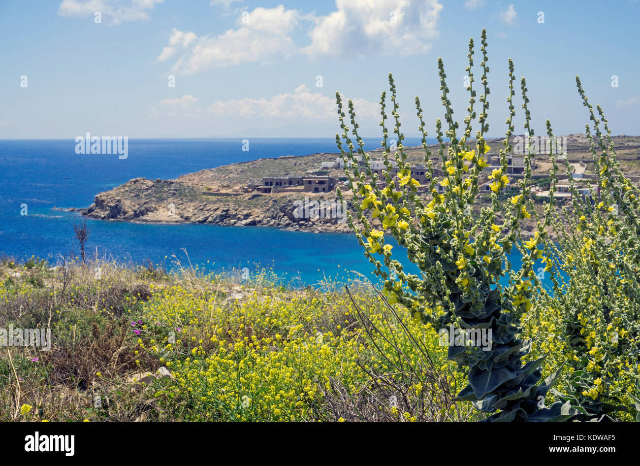 Gelbe Wildblumen und Griechische Koenigskerze (Verbascum olympicum), oberhalb vom Super Paradise Beach, im Sueden von Mykonos, Kykladen, Aegaeis, Grie Stock Photo