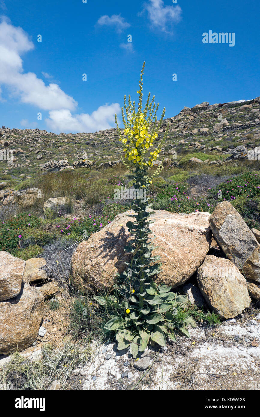 Griechische Koenigskerze (Verbascum olympicum), oberhalb vom Super Paradise Beach, im Sueden von Mykonos, Kykladen, Aegaeis, Griechenland, Mittelmeer, Stock Photo