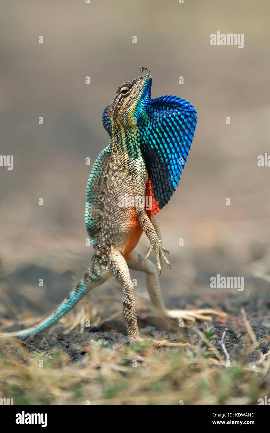 The image of Fan throated Lizard ( Sitana ponticeriana) with spider on nose  was taken in Satara, Maharashtra, India Stock Photo - Alamy