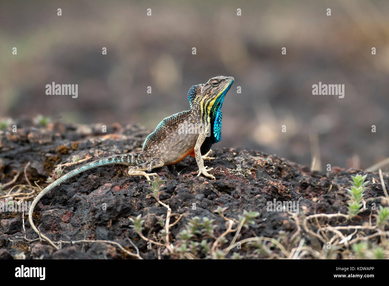 The image of Fan throated Lizard ( Sitana ponticeriana) displaying