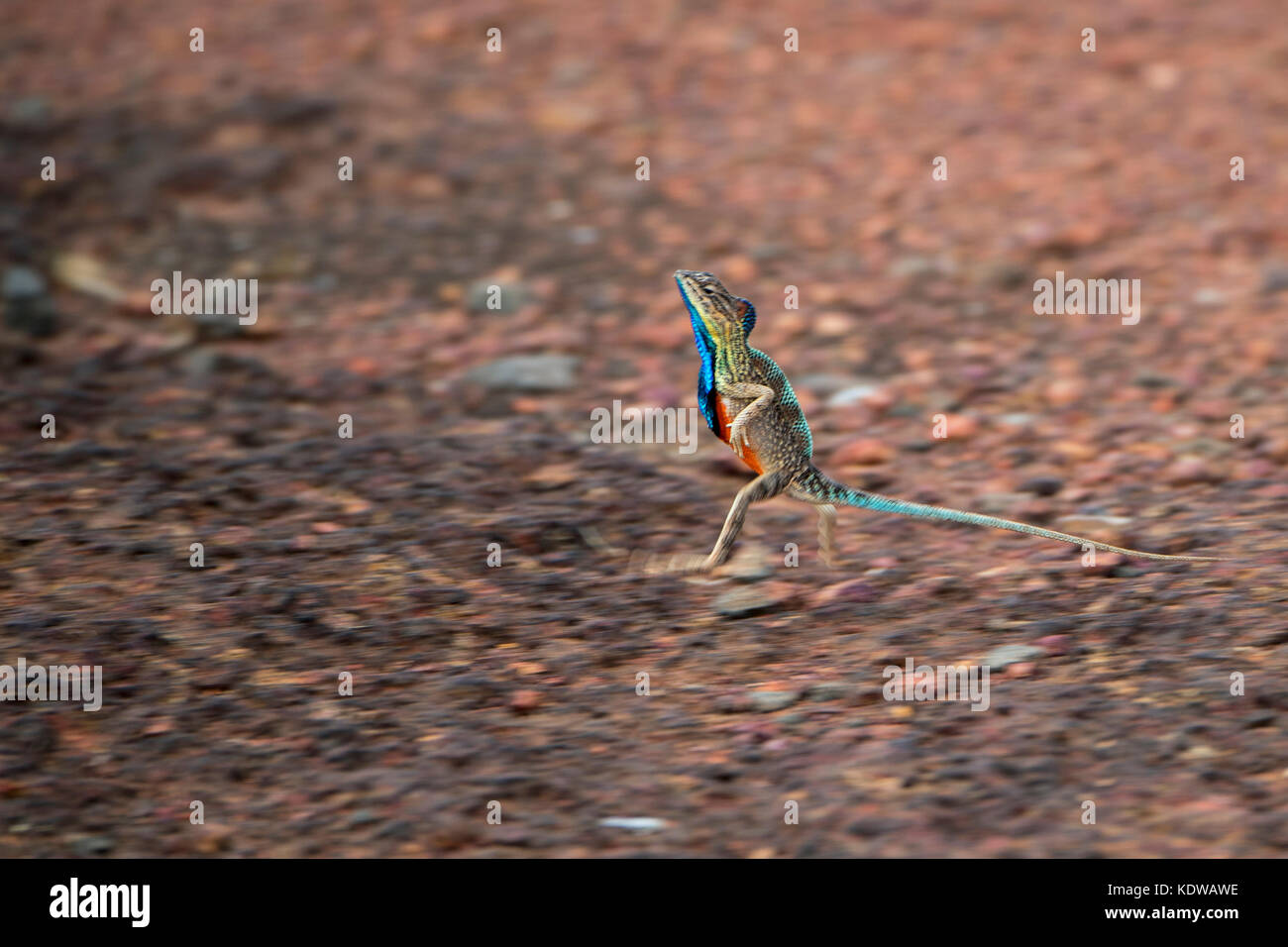 The image of Fan throated Lizard ( Sitana ponticeriana) was panned in ...