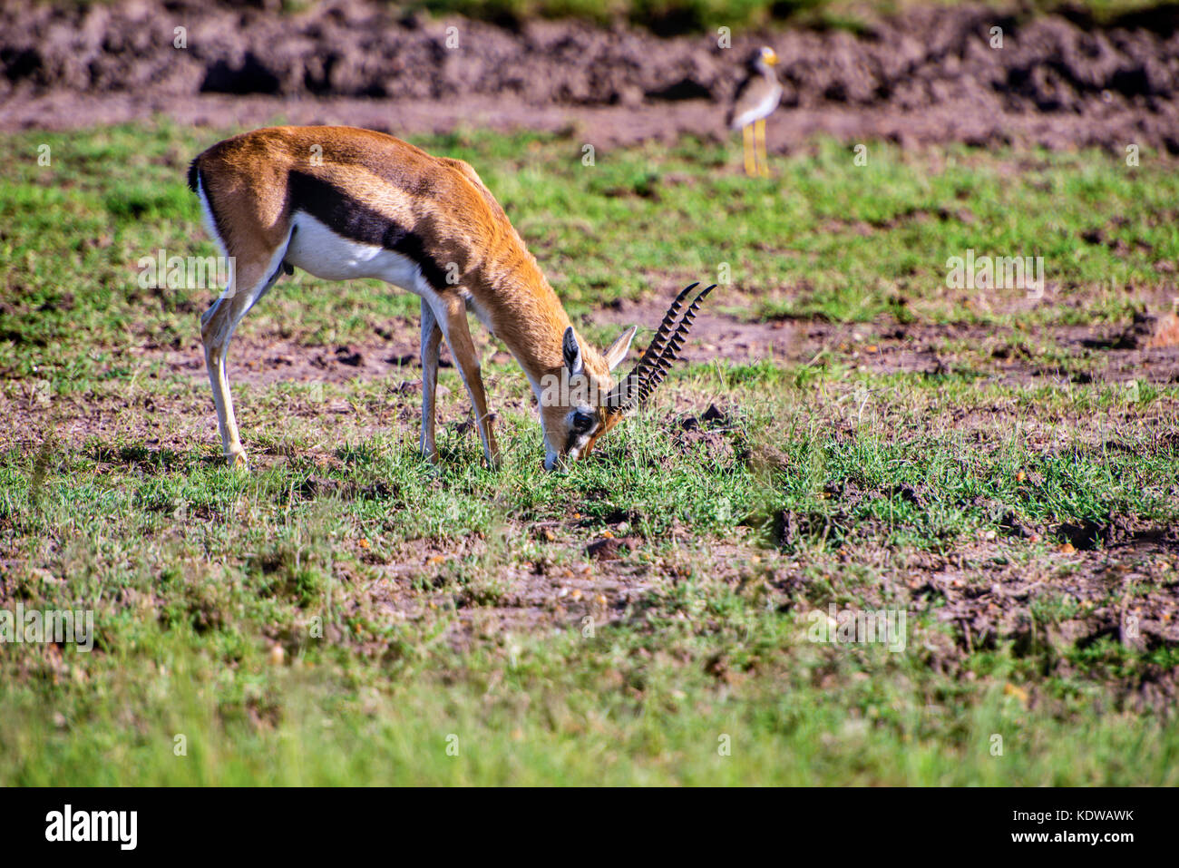 A beautiful Topi antelope on the green grassland Stock Photo - Alamy
