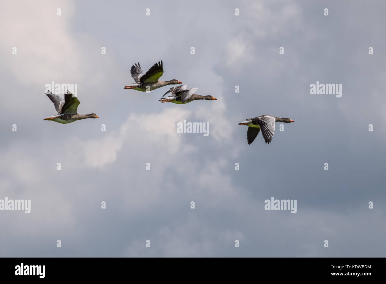 Flying geese bird cloudy sky in the netherlands Stock Photo