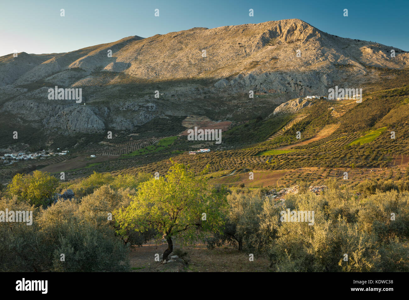 Olive groves on the slopes of the Sierra de Tejeda, Axarquia, Malaga Province, Andalucia, Spain Stock Photo