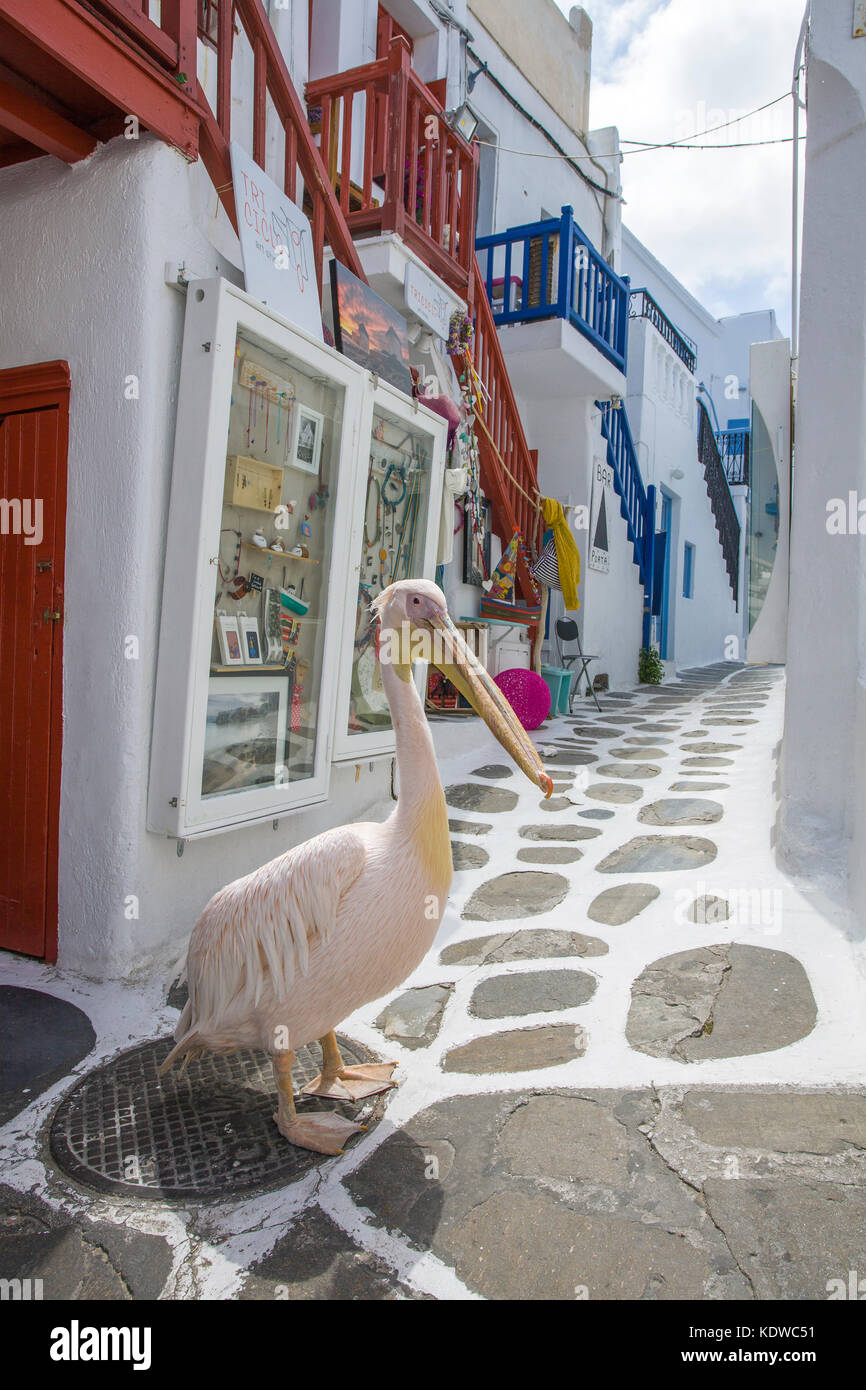 Pelican Petro, great white pelican (Pelecanus onocrotalus) walking at a alley with souvenir shops, Mykonos-town, Mykonos, Cyclades, Aegean, Greece Stock Photo