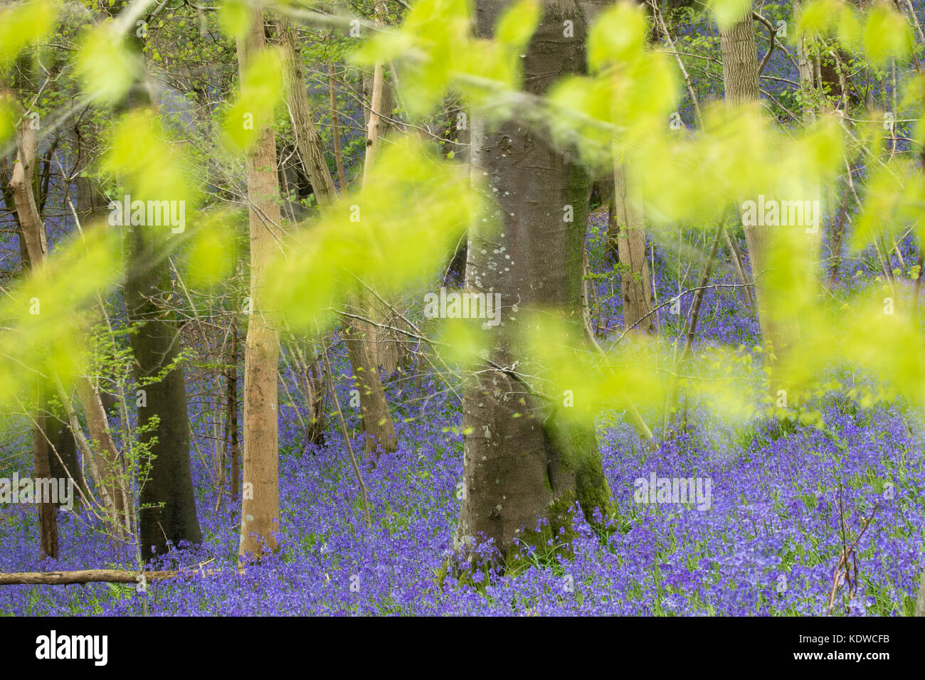 Bluebells in the woods on Bulbarrow Hill, Dorset, England, UK Stock Photo