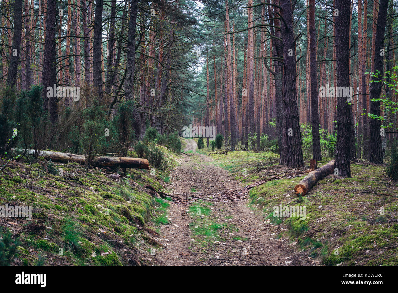 Road in Kampinos Forest (Polish Puszcza Kampinoska) large forest