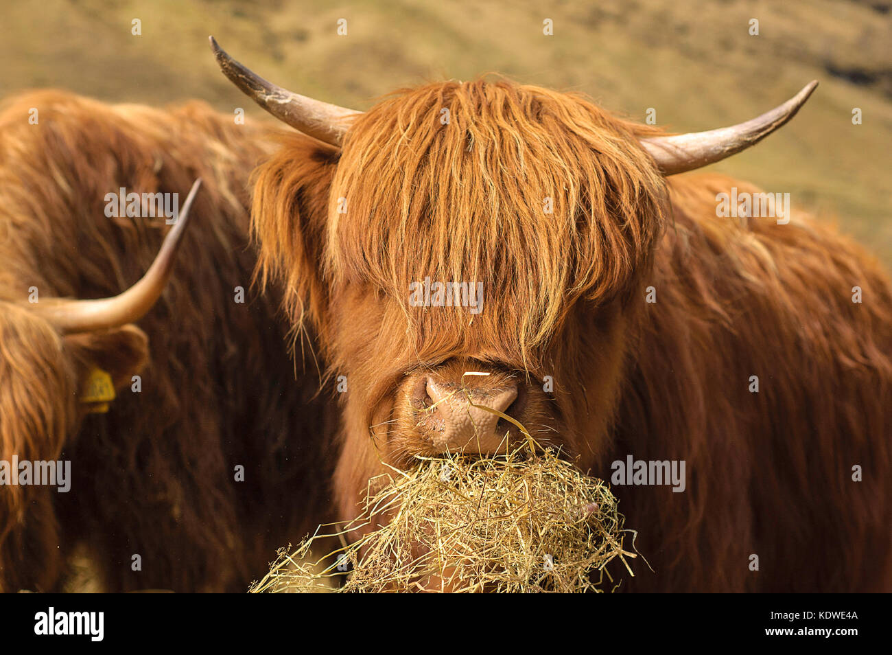 Glen Coe Highland Cow Stock Photo - Alamy