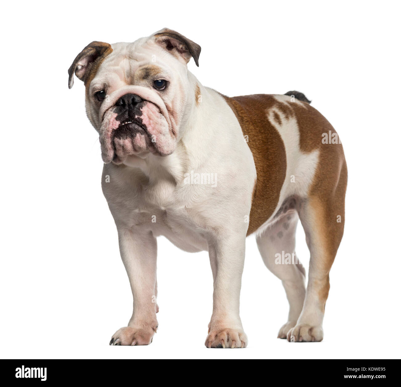 8 month english bulldog