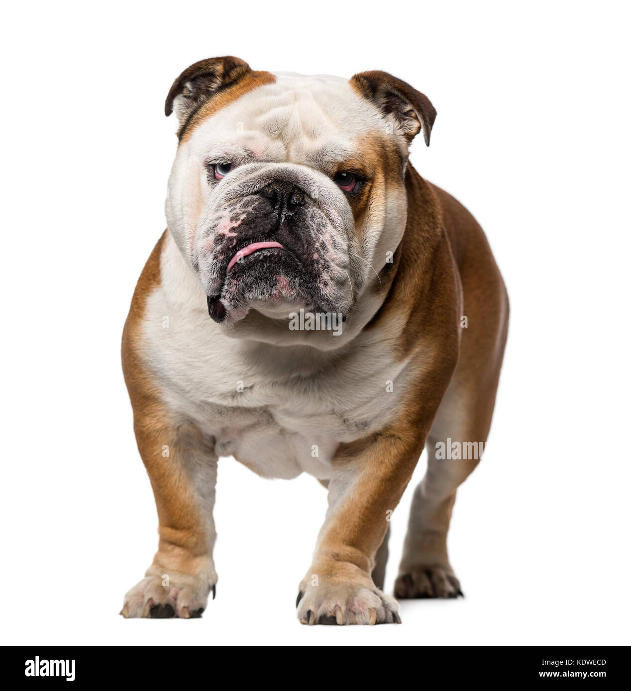 English Bulldog (3 years old Stock Photo Alamy