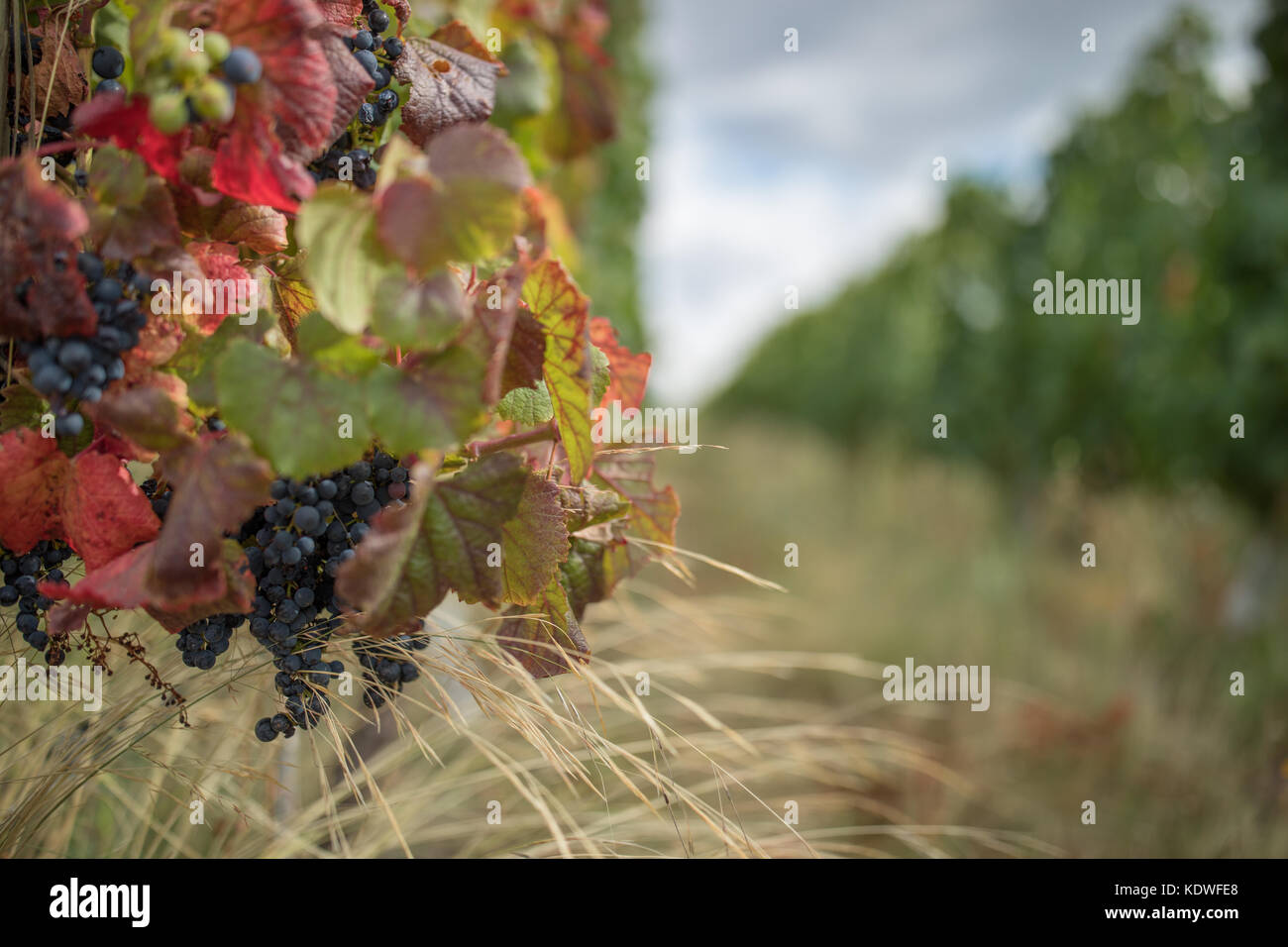 Grapes ripening in the vineyards of the Uco Valley nr Tupungato, Mendoza Province, Argentina Stock Photo