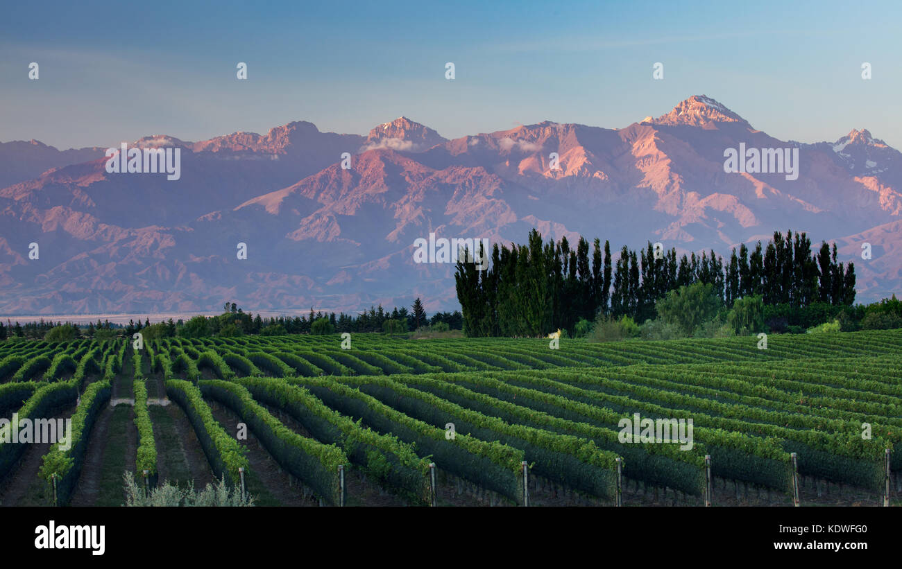 The Andes from the vineyards of the Uco Valley nr Tupungato, Mendoza Province, Argentina Stock Photo