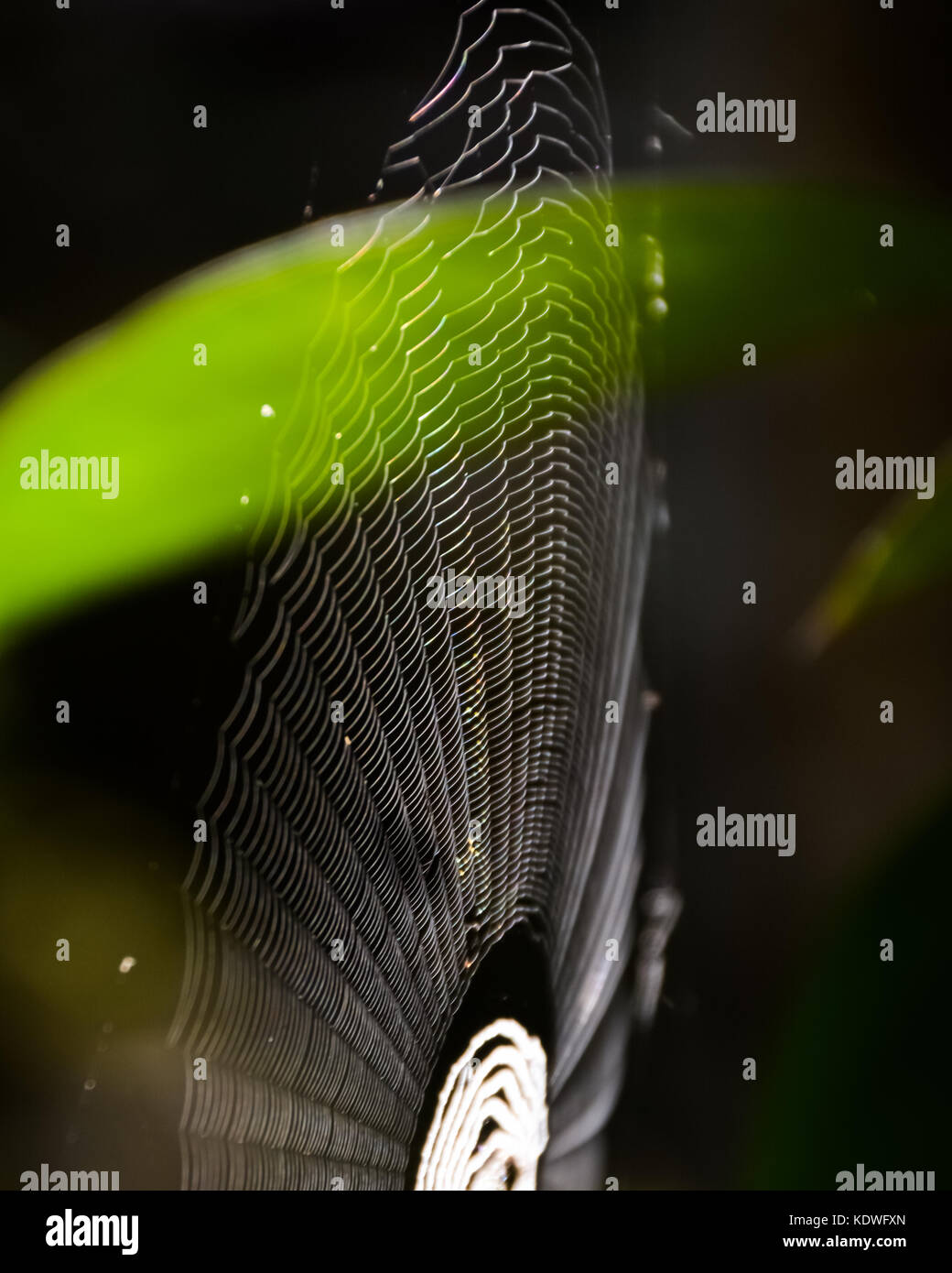 Spider Web Creativity Stock Photo