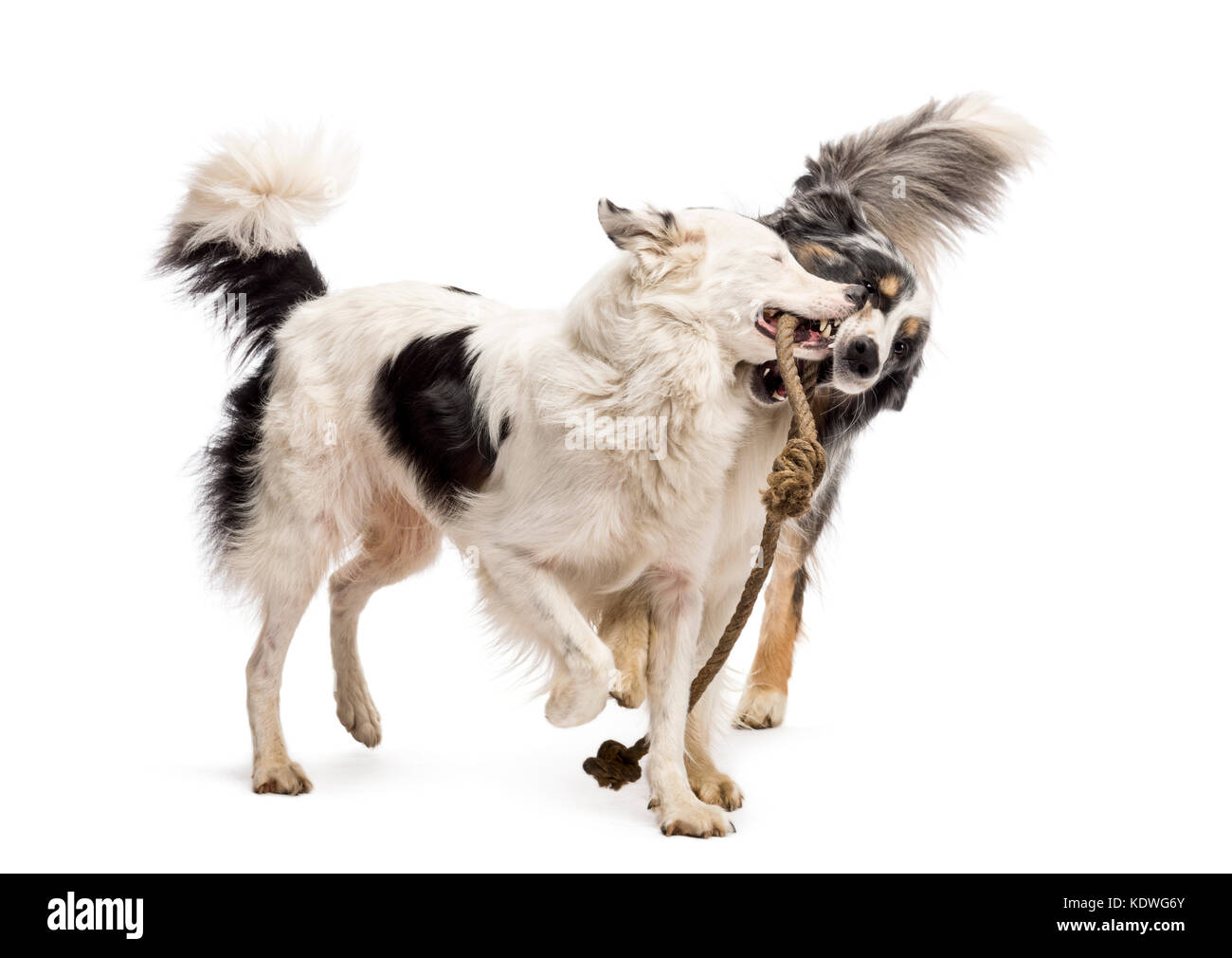 Border Collie and Australian Shepherd playing with a rope against white background Stock Photo