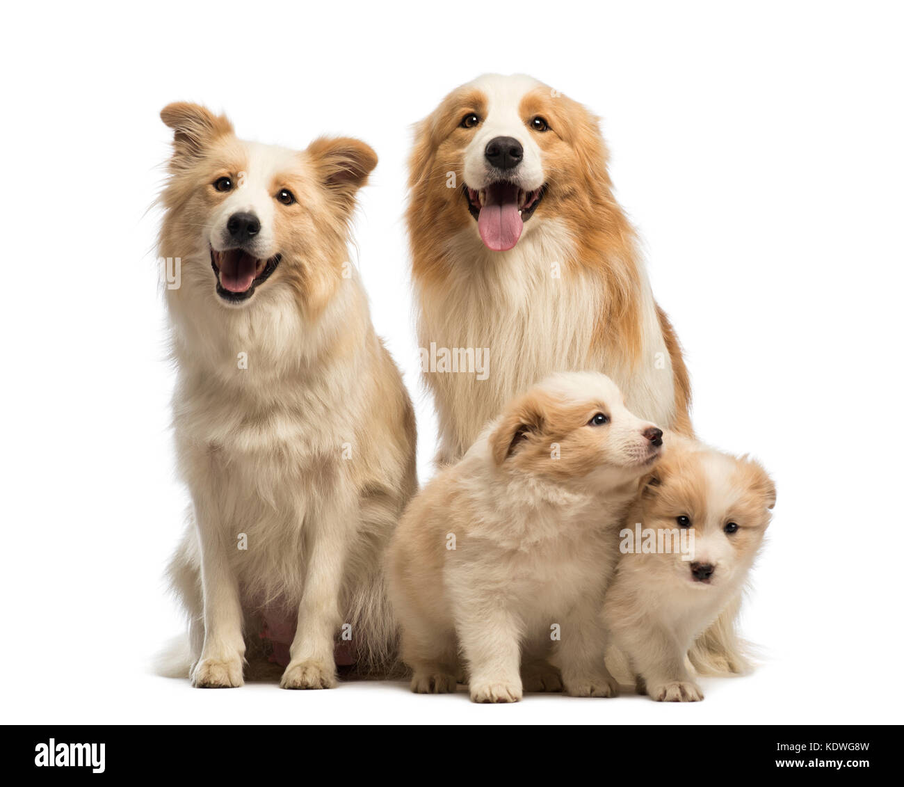 Do Puppies Look Like Mother Or Father