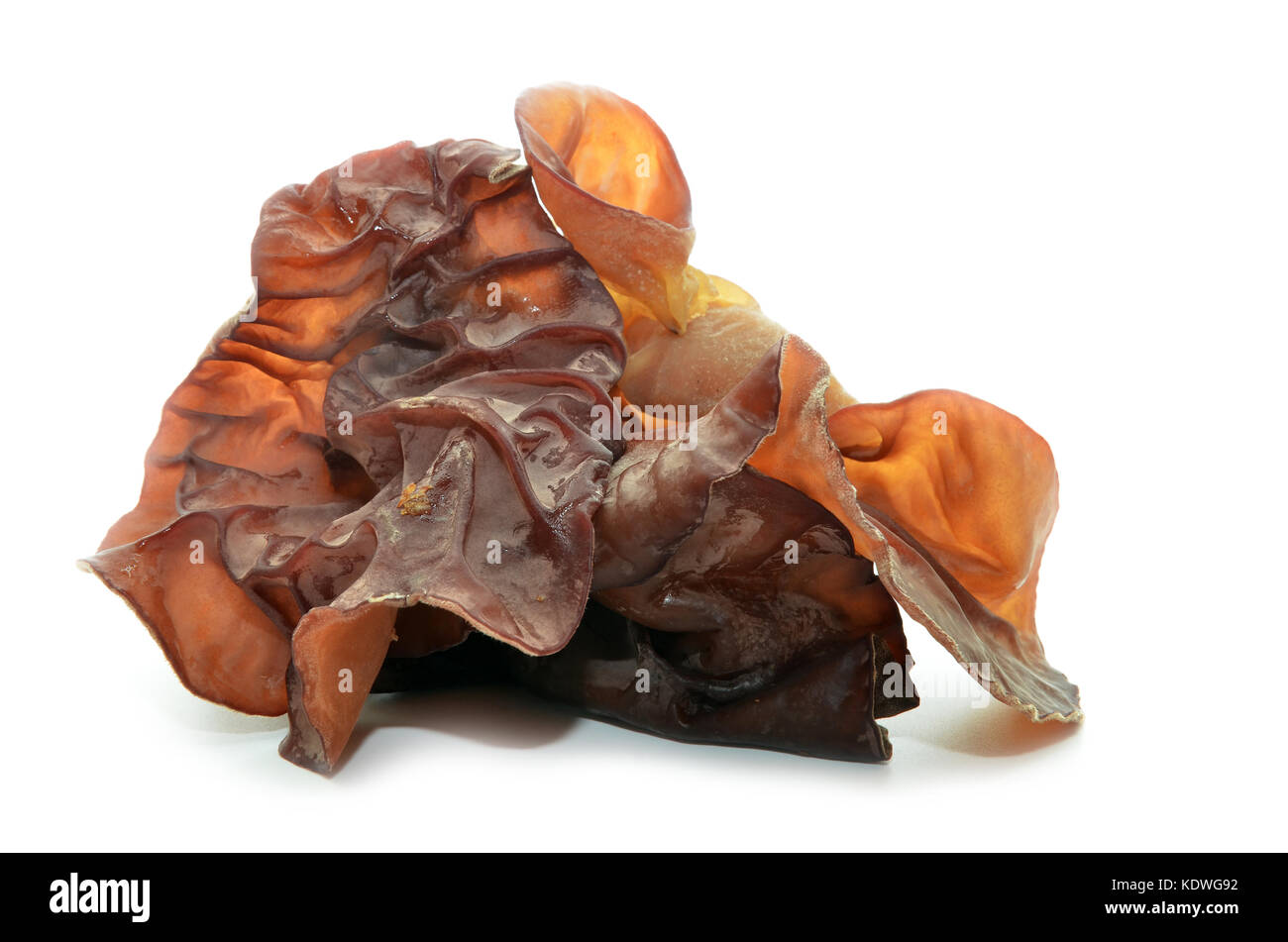 Closeup photo of black fungus, Jew's Ear Mushroom Stock Photo Alamy