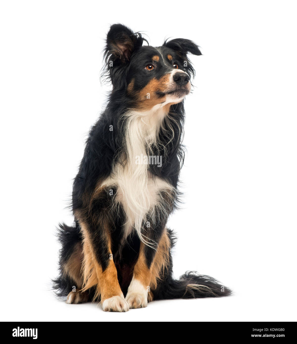 Border Collie, 8.5 years old, sitting and looking up in front of white background Stock Photo