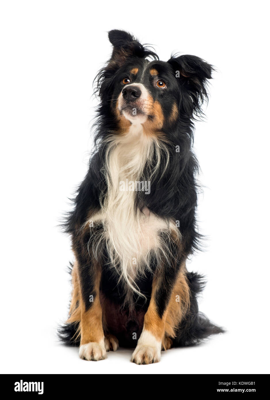 Border Collie, 8.5 years old, sitting and looking up in front of white background Stock Photo