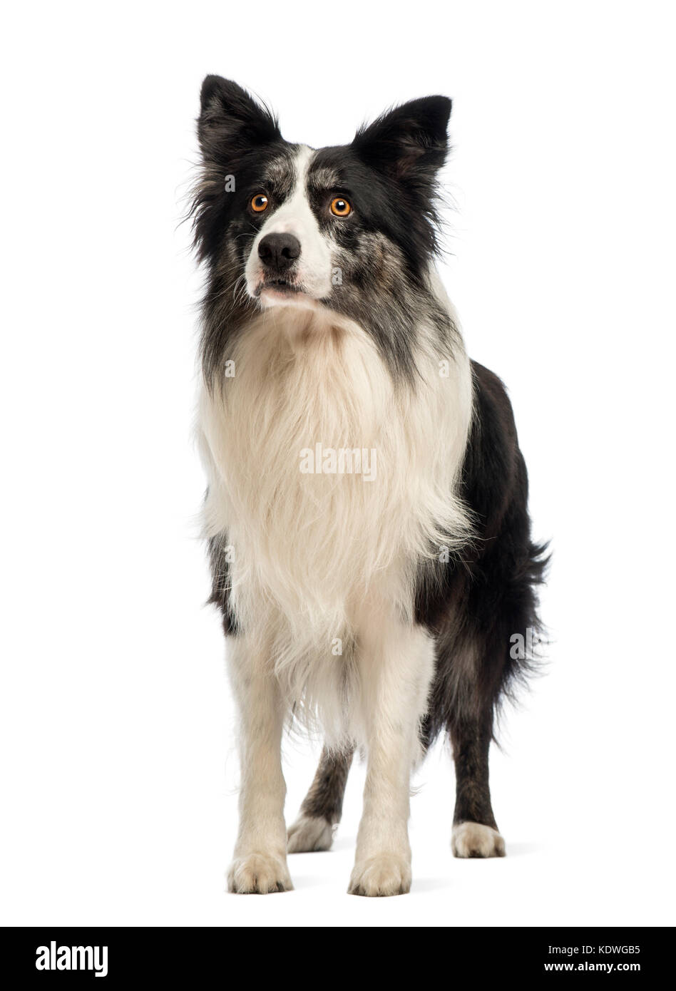 Border Collie, 8.5 years old, looking up in front of white background Stock Photo