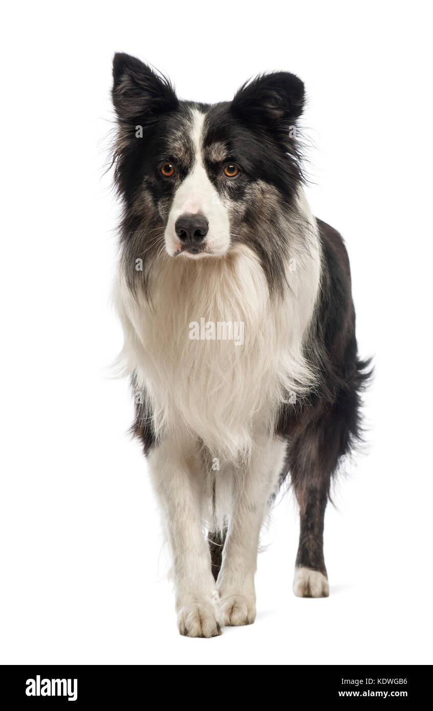 Border Collie, 8.5 years old, in front of white background Stock Photo