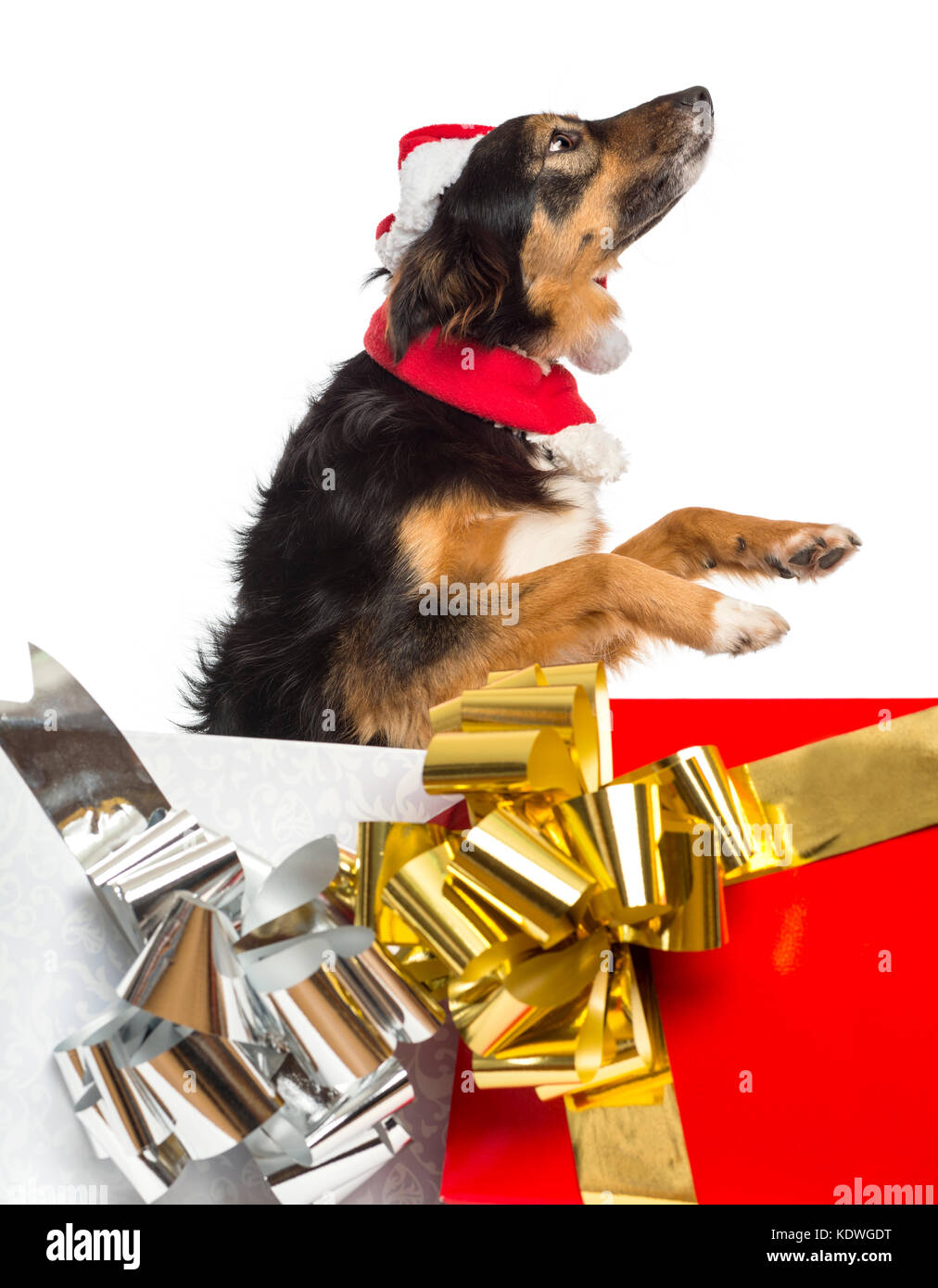 Border Collie Wearing Christmas Clothes Sitting Next To Presents