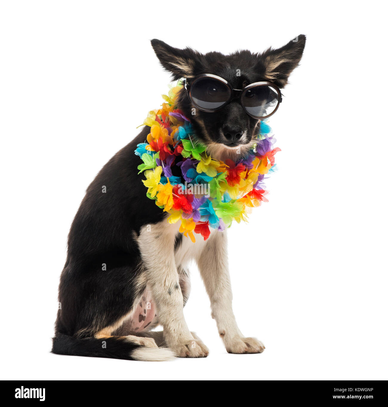 Border collie sitting and wearing sunglasses and a hawaiian lei Stock Photo