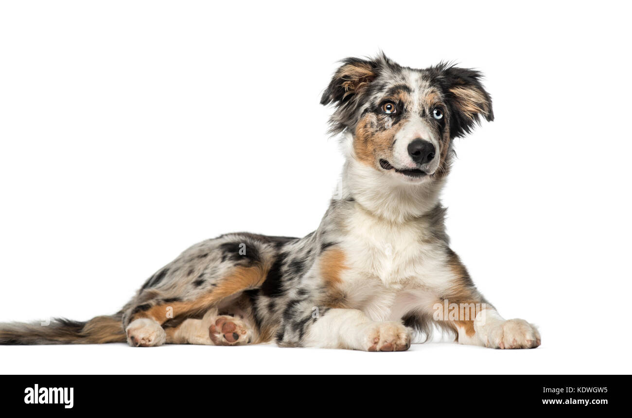 Border collie puppy 5 months sales