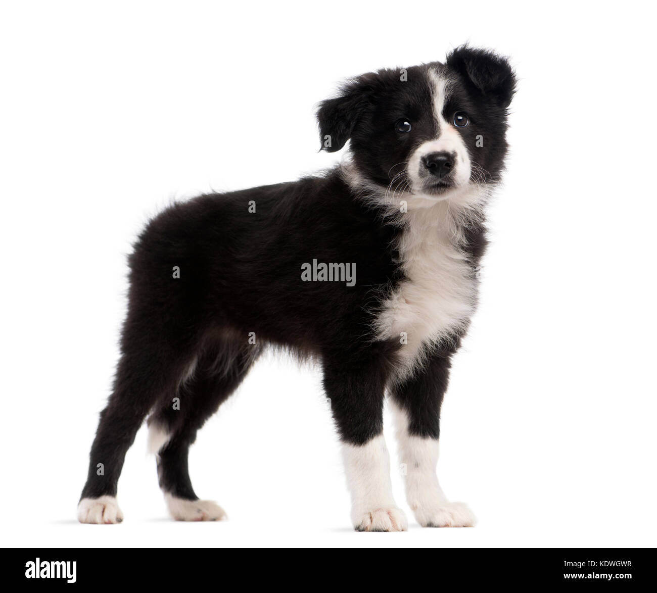 Border Collie 2 Months Old Standing In Front Of A White Background 