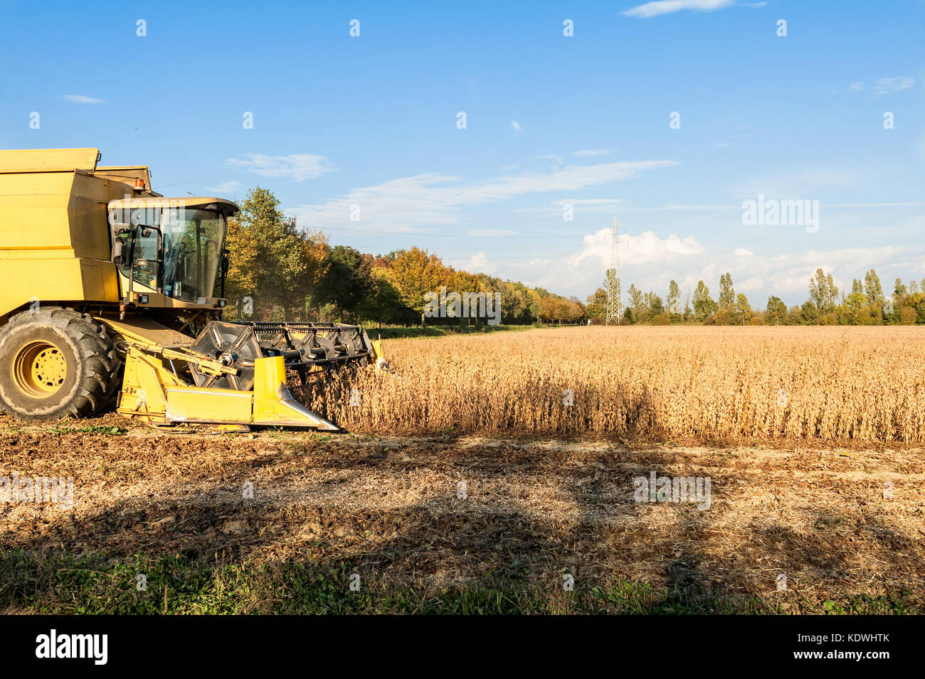 Harvesting of soybean field with combine harvester. Yellow thresher. Stock Photo
