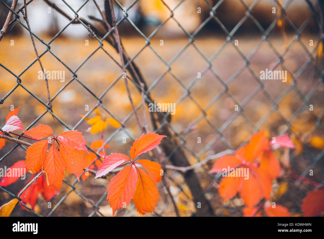 yellow leaves of ivy Stock Photo Alamy