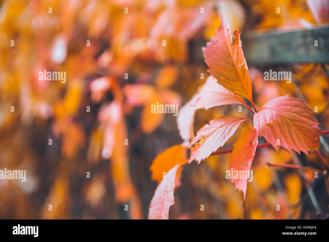 yellow leaves of ivy Stock Photo Alamy
