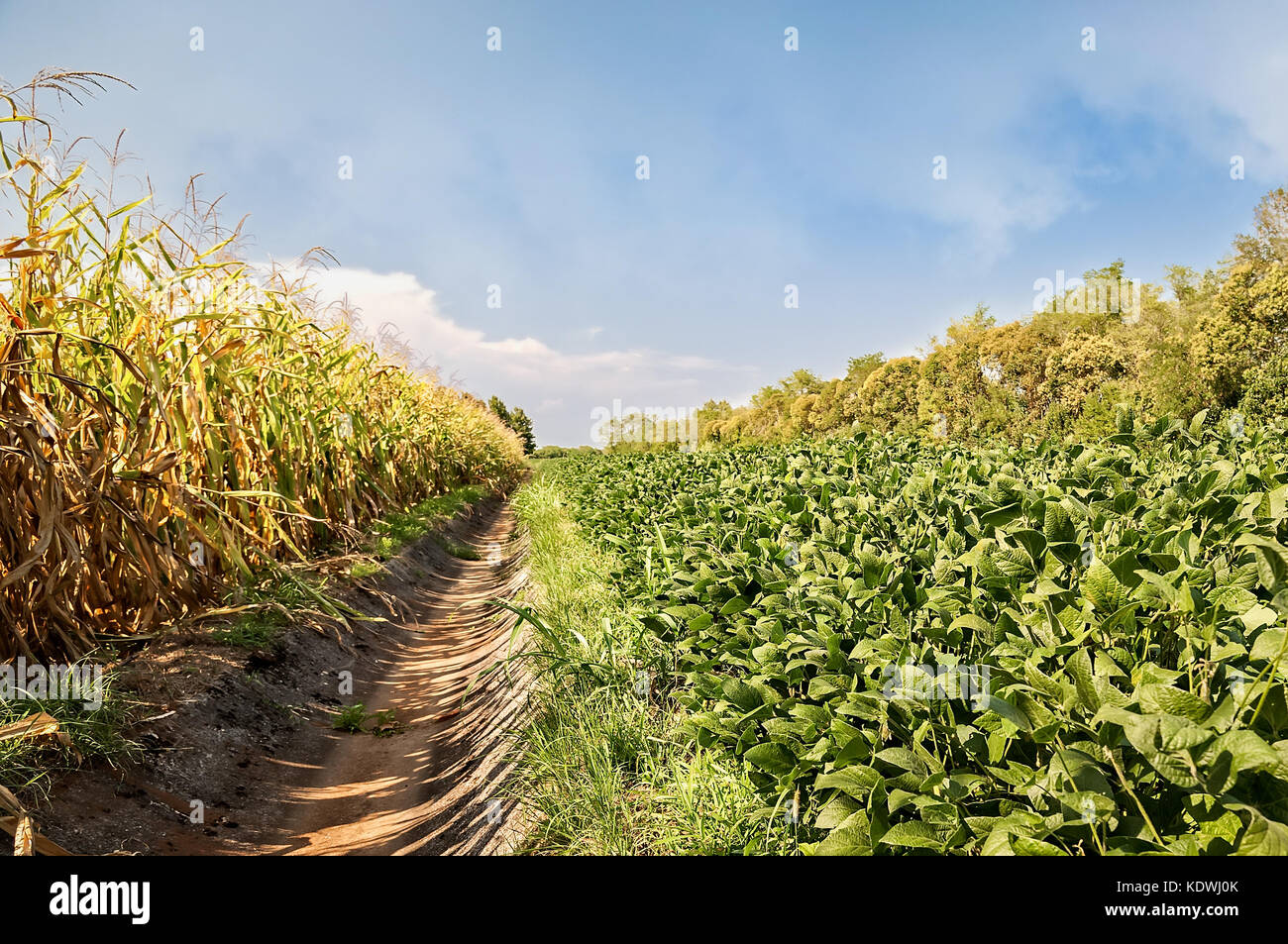 Soybeans and corn fields separated by an irrigation canal Stock Photo